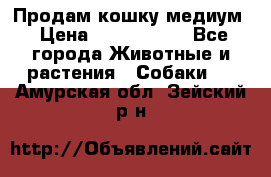 Продам кошку медиум › Цена ­ 6 000 000 - Все города Животные и растения » Собаки   . Амурская обл.,Зейский р-н